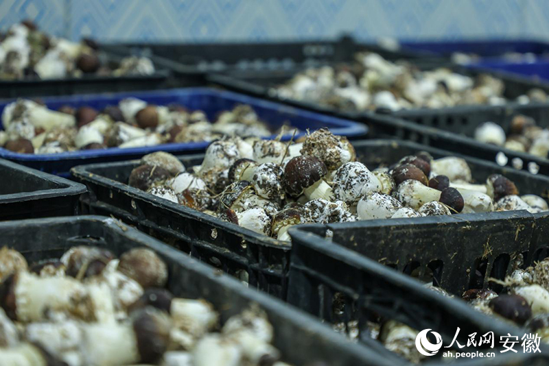 赤松茸产品。人民网记者 陶涛 摄