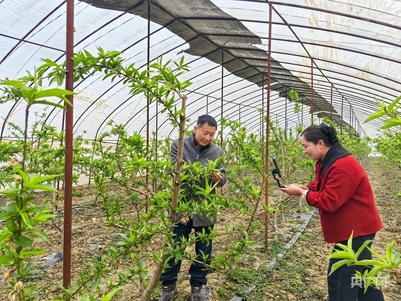 张标夫妇在桃园直播（央广网记者 张琳琳 摄）